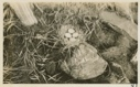 Image of Eider Duck Nest